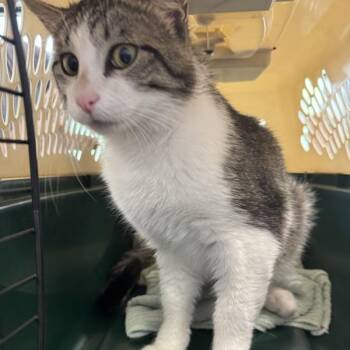 Bean -  Domestic Short Hair Cat for Adoption in Des Moines, Iowa - Bean | PetCurious