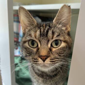 Rescue Domestic Short Hair Cats for Adoption in Victor, New York - Bramble | PetCurious