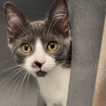 Bull Shark -  Domestic Short Hair Cat for Adoption in Grayslake, Illinois - Bull Shark | PetCurious