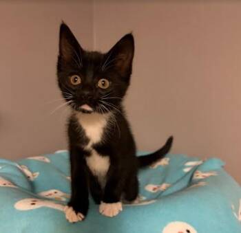 WHEN DOVES CRY -  Domestic Short Hair Cat for Adoption in Andover, Minnesota - WHEN DOVES CRY | PetCurious