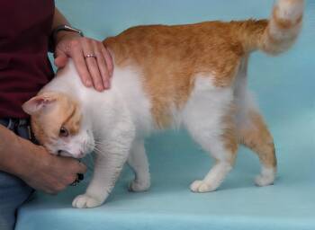 Domestic Short Hair Cats Available for Adoption in Pasadena, California - JAMESON | PetCurious