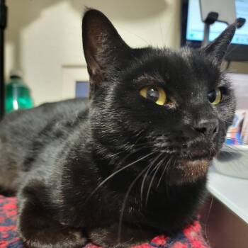 Domestic Short Hair Cats Available for Adoption - Rennie | PetCurious