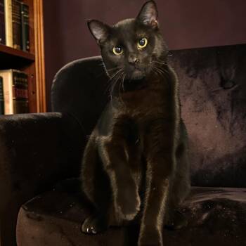 Pico -  Domestic Short Hair Cat for Adoption in Tulsa, Oklahoma - Pico | PetCurious