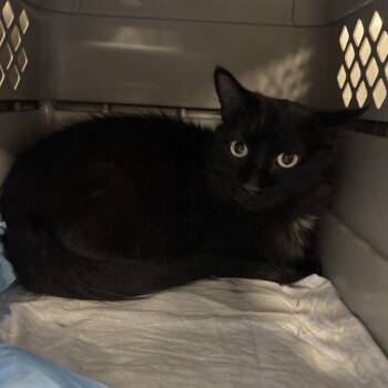 Cressa -  Domestic Medium Hair Cat for Adoption in Salt Lake City, Utah - Cressa | PetCurious