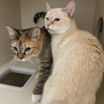 Nutmeg -  Domestic Short Hair Cat for Adoption in Tempe, Arizona - Nutmeg | PetCurious