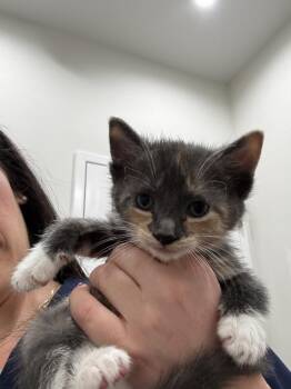 Domestic Short Hair Cats Available for Adoption in Brewster, New York - Vanessa (Minnie