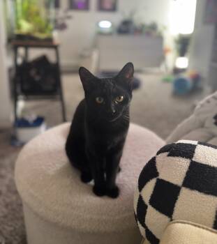 Rescue Domestic Short Hair Cats for Adoption in Lansing, Michigan - Clover (25-200 C) | PetCurious