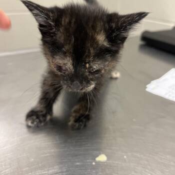 Mummy -  Domestic Short Hair Cat for Adoption in Bristol, Indiana - Mummy | PetCurious