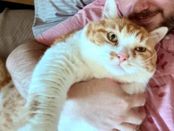 PERCIVAL #1922 - Offered by Owner - Xtra Large! -  Domestic Short Hair and Tabby Cat for Adoption in Hillsboro, Oregon - PERCIVAL #1922 - Offered By Owner - Xtra Large! | PetCurious