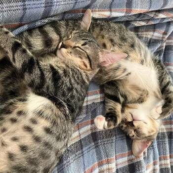 Rescue Domestic Short Hair Cats for Adoption in Boca Raton, Florida - Techno & Geisha BONDED | PetCurious