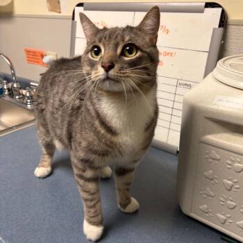 Domestic Short Hair Cats Available for Adoption - Mittens | PetCurious
