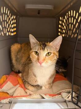 Somerset -  Domestic Short Hair Cat for Adoption in Fort Lupton, Colorado - Somerset | PetCurious