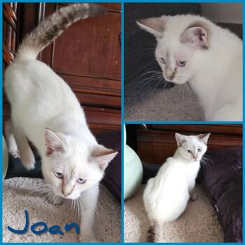 Joan -  Domestic Short Hair Cat for Adoption in Newberg, Oregon - Joan | PetCurious