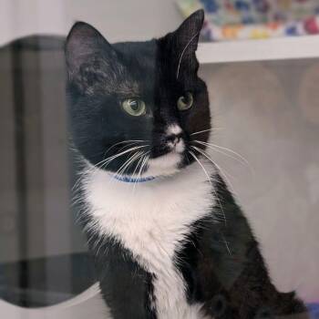 Henry -  Domestic Short Hair Cat for Adoption in Buffalo, New York - Henry | PetCurious