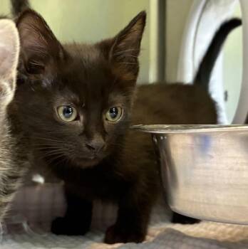 Domestic Short Hair Cats Available for Adoption - Tecla | PetCurious