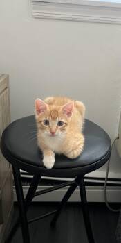 Creamsicle -  Domestic Short Hair Cat for Adoption in New York, New York - Creamsicle | PetCurious