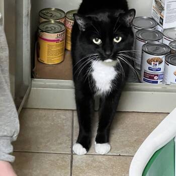 Rescue Domestic Short Hair Cats for Adoption in Pekin, Illinois - Parker | PetCurious