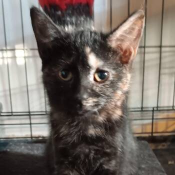 Georgia -  Domestic Short Hair Cat for Adoption in Menasha, Wisconsin - Georgia | PetCurious