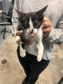 FIN -  Domestic Short Hair Cat for Adoption in Tallahassee, Florida - FIN | PetCurious