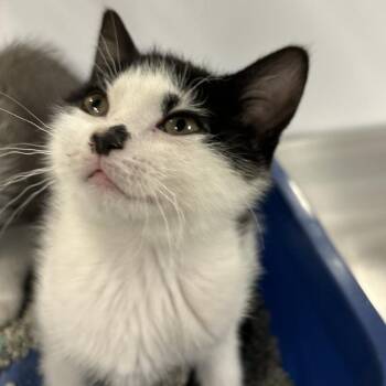 Domestic Medium Hair Cats Available for Adoption - Radish | PetCurious