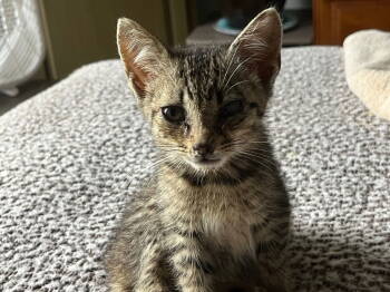 Rescue Tabby and Domestic Short Hair Cats for Adoption in Buford, Georgia - Betty | PetCurious