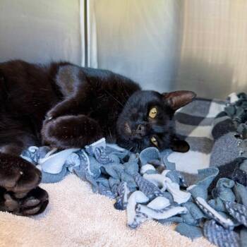 Maestro -  Domestic Short Hair Cat for Adoption in Harrisonburg, Virginia - Maestro | PetCurious