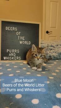 Blue Moon -  Domestic Short Hair Cat for Adoption in New Hartford, New York - Blue Moon | PetCurious