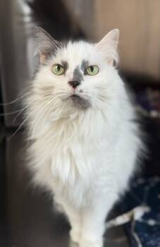 Domestic Long Hair Cats Available for Adoption in Greensburg, Pennsylvania - Pixie | PetCurious