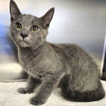 Domestic Short Hair Cats Available for Adoption in Medford, Oregon - Rolf | PetCurious