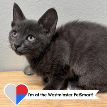 Ice Ice Baby -  Domestic Short Hair Cat for Adoption in Fort Collins, Colorado - Ice Ice Baby | PetCurious