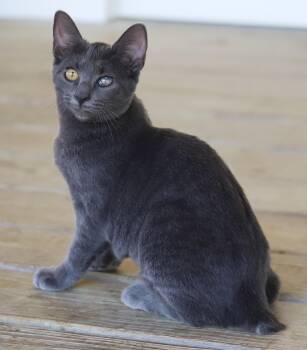 Rescue Domestic Short Hair Cats for Adoption in North Fort Myers, Florida - Mercury | PetCurious