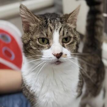 Domestic Short Hair Cats Available for Adoption in Marysville, Ohio - Clarence | PetCurious