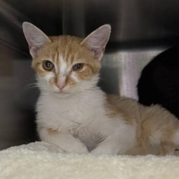 LUGI -  Domestic Short Hair Cat for Adoption - LUGI | PetCurious