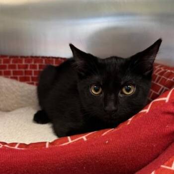 Tokyo -  Domestic Short Hair Cat for Adoption in Richmond, Virginia - Tokyo | PetCurious