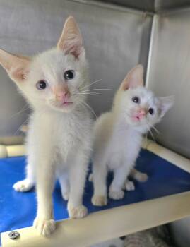 Cass 1 -  Siamese Cat for Adoption in Sullivan, Indiana - Cass 1 | PetCurious