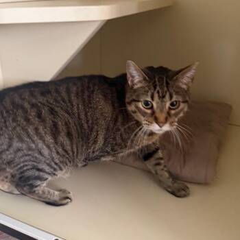 Domestic Short Hair Cats Available for Adoption - Holly Jolly | PetCurious