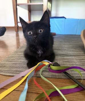 Nyx -  Domestic Short Hair Cat for Adoption in Nutley, New Jersey - Nyx | PetCurious