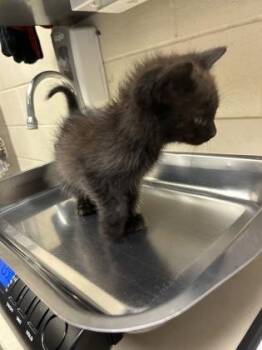 Maggie -  Domestic Short Hair Cat for Adoption in Wichita, Kansas - Maggie | PetCurious
