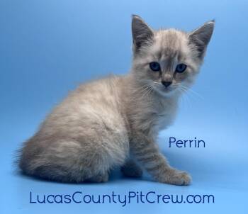 Perrin -  Siamese and Tabby Cat for Adoption in Toledo, Ohio - Perrin | PetCurious