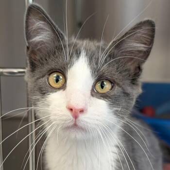 Frank -  Domestic Short Hair Cat for Adoption in Jefferson, Wisconsin - Frank | PetCurious