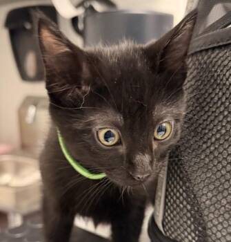 Moonlight -  Domestic Short Hair Cat for Adoption in Golden, Colorado - Moonlight | PetCurious