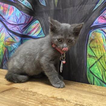 Spidey -  Domestic Short Hair Cat for Adoption in Normal, Illinois - Spidey | PetCurious
