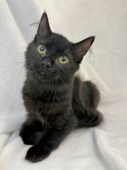 Peppy -  Domestic Long Hair Cat for Adoption in Greensboro, North Carolina - Peppy | PetCurious