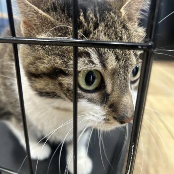 Domestic Short Hair Cats Available for Adoption in Newark, New Jersey - Kit | PetCurious