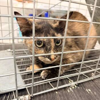 IVHS-Stray-140790 -  Domestic Short Hair Cat for Adoption in San Gabriel, California - IVHS-Stray-140790 | PetCurious