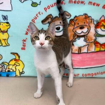 Rum Chata -  Domestic Short Hair Cat for Adoption in Benld, Illinois - Rum Chata | PetCurious