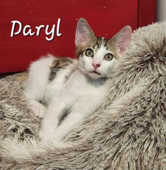 Rescue Domestic Short Hair Cats for Adoption in Redondo Beach, California - Daryl | PetCurious