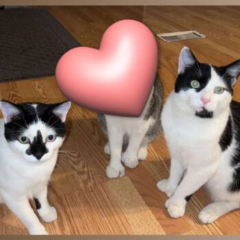 Domestic Short Hair Cats Available for Adoption in Rochester, Minnesota - Lolo | PetCurious