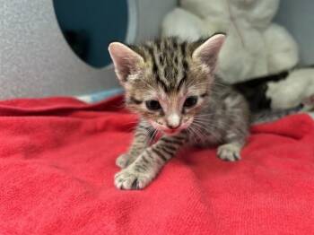 CARLY -  Domestic Short Hair Cat for Adoption in Dallas, Texas - CARLY | PetCurious