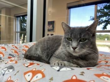 Rescue Domestic Short Hair Cats for Adoption in Houston, Texas - WILLOW | PetCurious